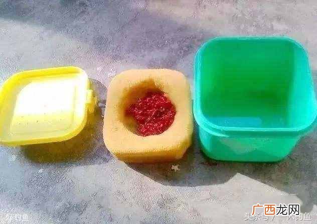 红虫怎么养，红虫最有效的保养方法！