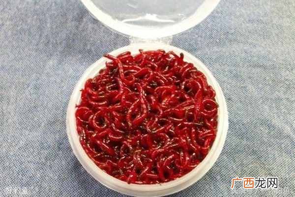 红虫怎么养，红虫最有效的保养方法！