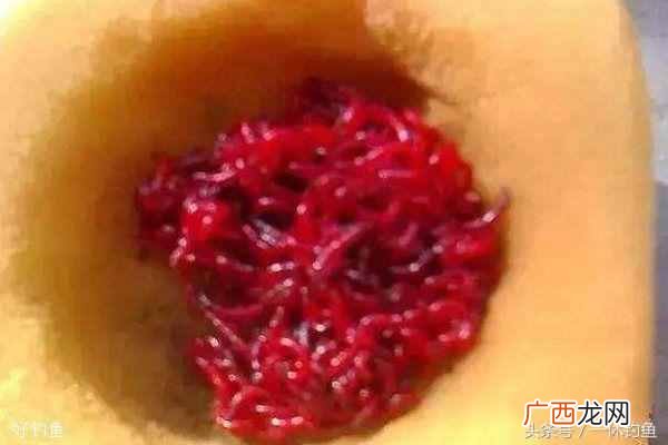 红虫怎么养，红虫最有效的保养方法！