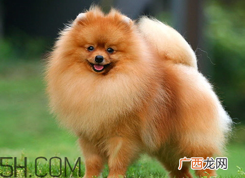 叫馒头的狗是什么品种段子里的馒头是什么狗
