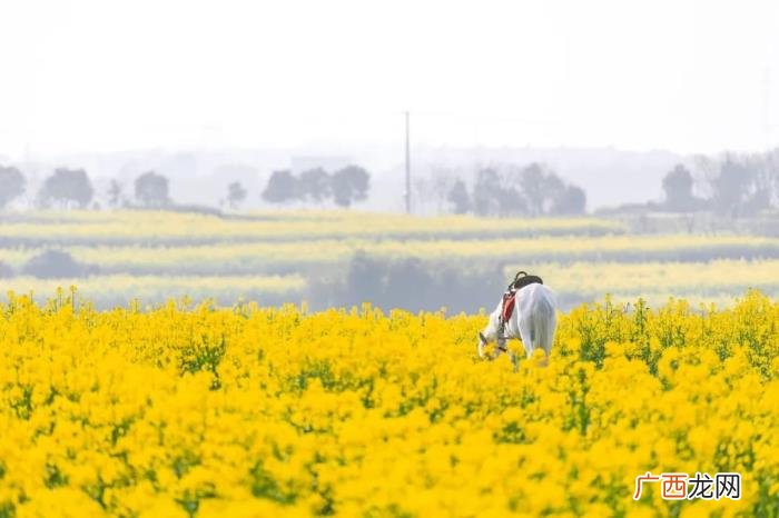 最适合春游发朋友圈的诗句 赏花发朋友圈微信句子