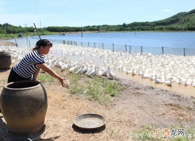 罗非养殖一亩可以养多少尾 化州同庆罗非养殖