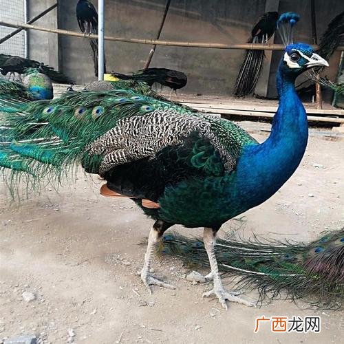 山东蓝孔雀养殖基地 济宁蓝孔雀养殖基地