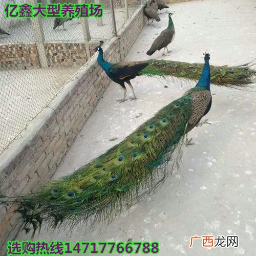 山东蓝孔雀养殖基地 济宁蓝孔雀养殖基地