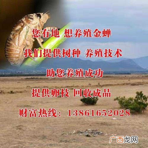 济宁金蝉养殖合作社 济宁邹城金蝉养殖基地