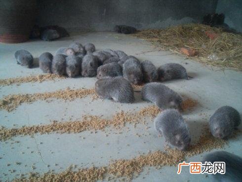 每日农经仓鼠养殖视频 家鼠养殖基地