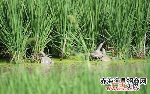 稻田养什么最合适 甲鱼稻田养殖怎么样