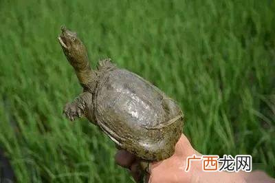 稻田养什么最合适 甲鱼稻田养殖怎么样