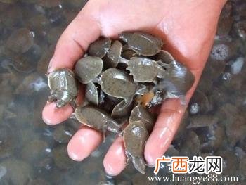 养甲鱼的方法 甲鱼养殖技?X咨询