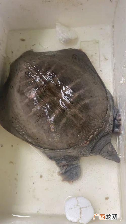 甲鱼算野生动物吗 甲鱼怎么分辨养殖野生