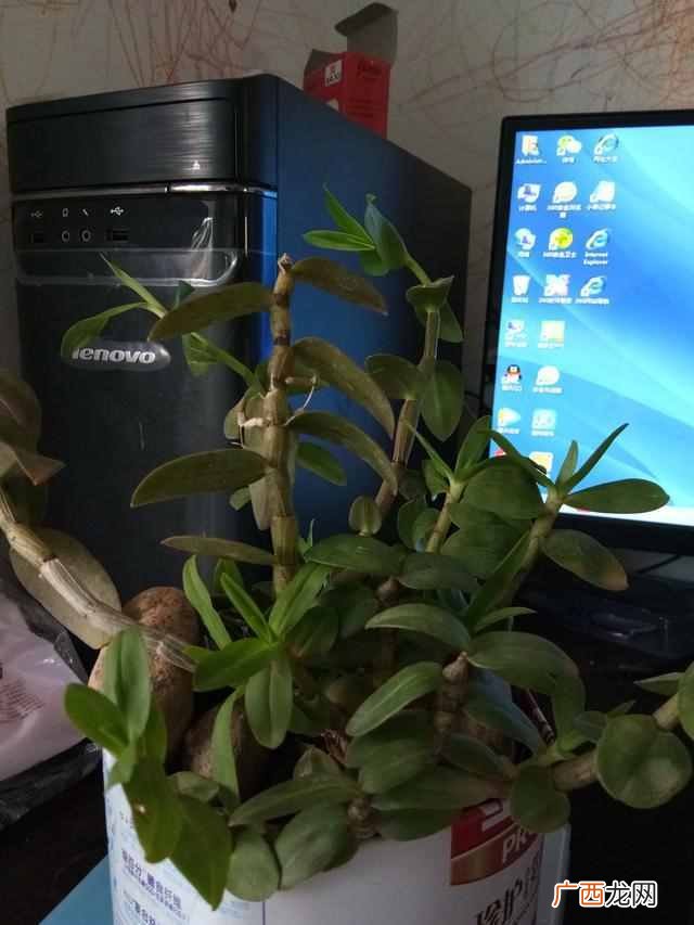 斛怎么读，石斛有什么功效！