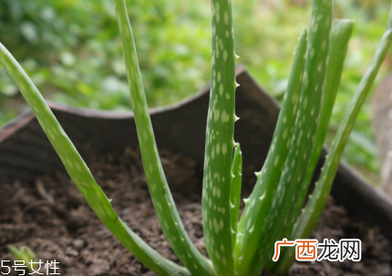 宝宝擦伤脸能用芦荟胶吗？宝宝使用芦荟胶的注意事项