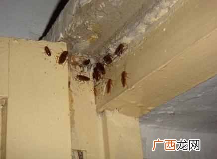 家里蟑螂怎么消灭最彻底,这个小窍门!