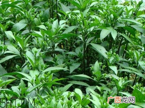 流鼻血喝板蓝根有用吗？什么样的流鼻血适合喝板蓝根？