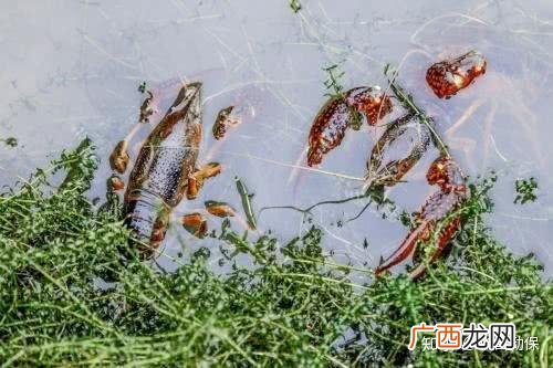 散养兔子养殖技术经验 龙虾冬天养殖技术