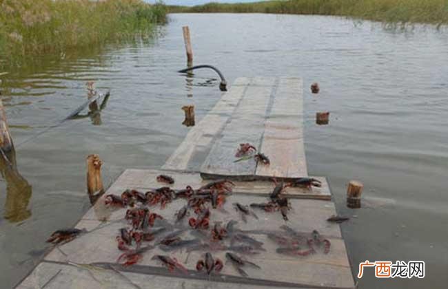 不会自然死亡的龙虾 龙虾养殖出现死亡
