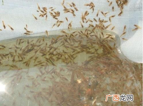 不会自然死亡的龙虾 龙虾养殖出现死亡