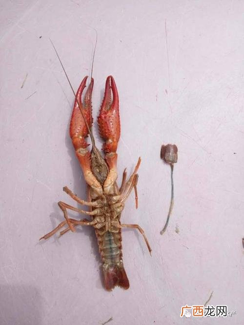 不会自然死亡的龙虾 龙虾养殖出现死亡