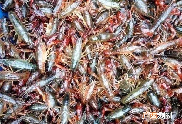 高效龙虾养殖技术宝典 龙虾养殖管理