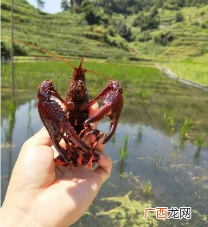 高效龙虾养殖技术宝典 龙虾养殖管理