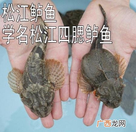 鲈鱼养殖技术及饲料 鲈鱼养殖吧