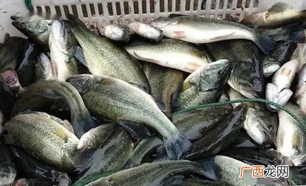 鲈鱼养殖技术及饲料 鲈鱼养殖吧