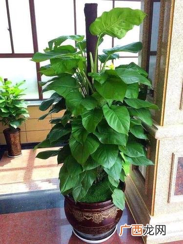 花卉绿萝的养殖方法 绿萝的养殖办法