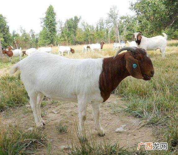 黑山羊和麻羊哪个好吃 麻羊养殖技术视频