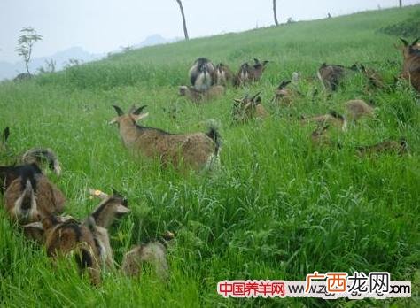 蛋鸭养殖技术麻 麻羊养殖技术视频大全