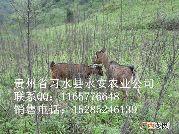 蛋鸭养殖技术麻 麻羊养殖技术视频大全
