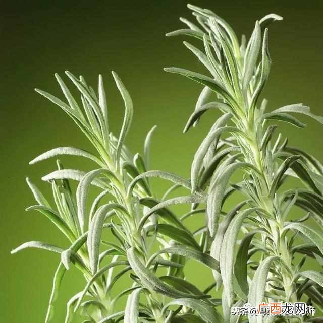 调料大全及作用有哪些！