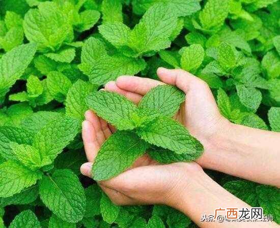调料大全及作用有哪些！