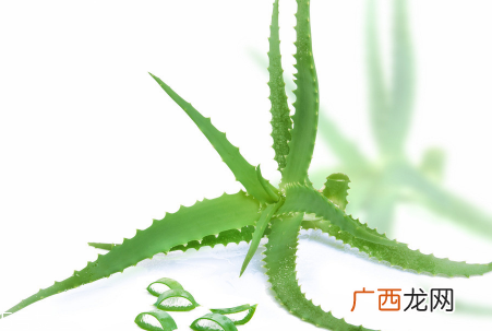 芦荟泡酒能治脚气吗？芦荟胶主要是细菌杀毒