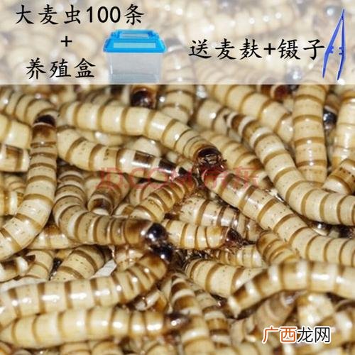 养殖大麦虫需要多少投资 南京大麦虫养殖场