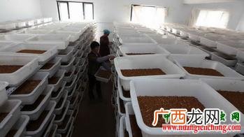 养殖大麦虫需要多少投资 南京大麦虫养殖场