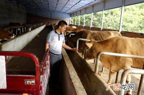 养鹅挣钱为什么没人养 牛养殖的利润与风险