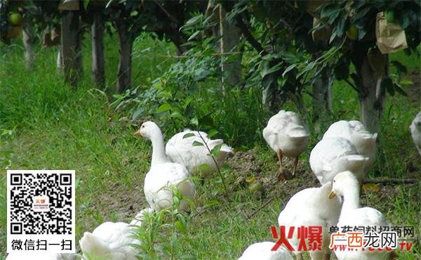 养鹅技术视频播放大全 农广天地养殖大鹅视频