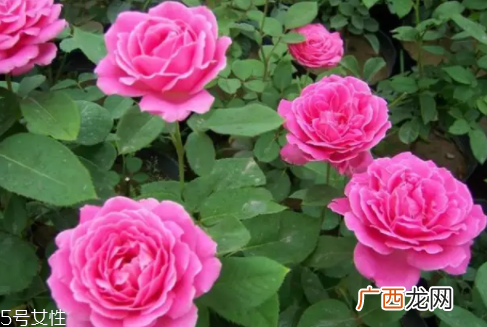 什么花不能放卧室养？含羞草误食会脱发