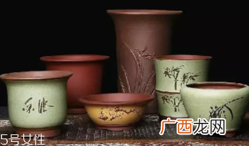 什么花不能放卧室养？含羞草误食会脱发