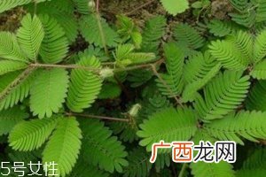 什么花不能放卧室养？含羞草误食会脱发