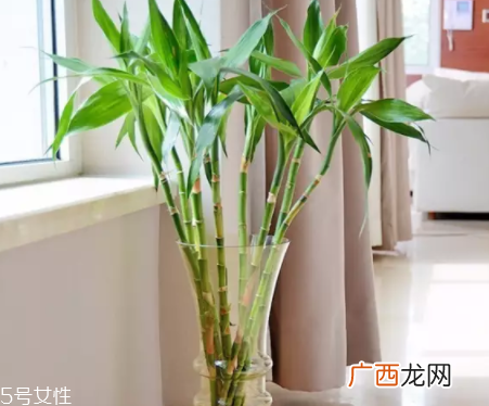 什么花不能放卧室养？含羞草误食会脱发