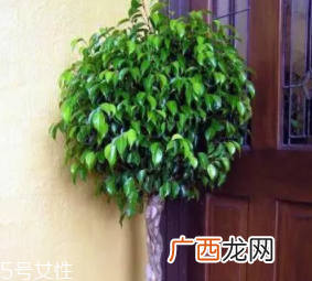 养花有哪些益处？节约药费不止一点点
