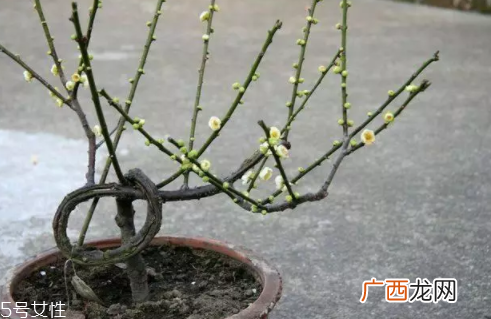 养花有哪些益处？节约药费不止一点点