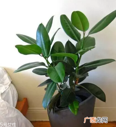 养花有哪些益处？节约药费不止一点点