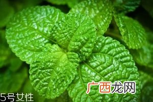 养花有哪些益处？节约药费不止一点点