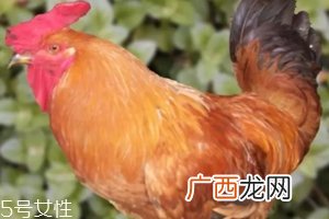 鸡内金有哪些功效?消除结石的一把好手