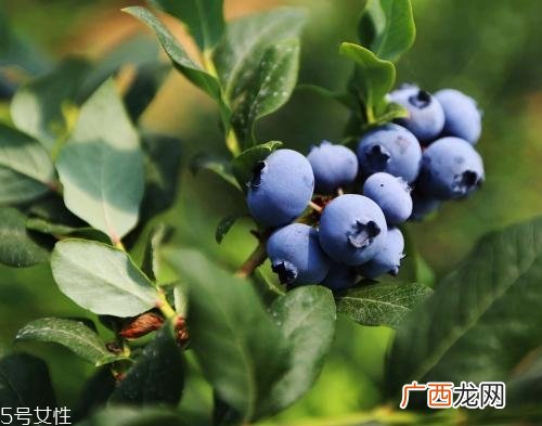 买的畸形水果能吃吗？最好以貌取人