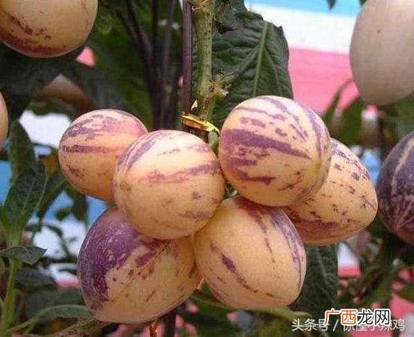 人参果的作用及功效 孕妇能吃人参果吗