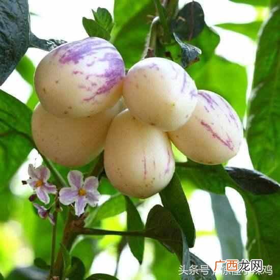 人参果的作用及功效 孕妇能吃人参果吗