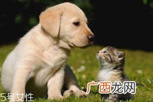 开车前为什么要拍拍车盖？预防伤害流浪小动物